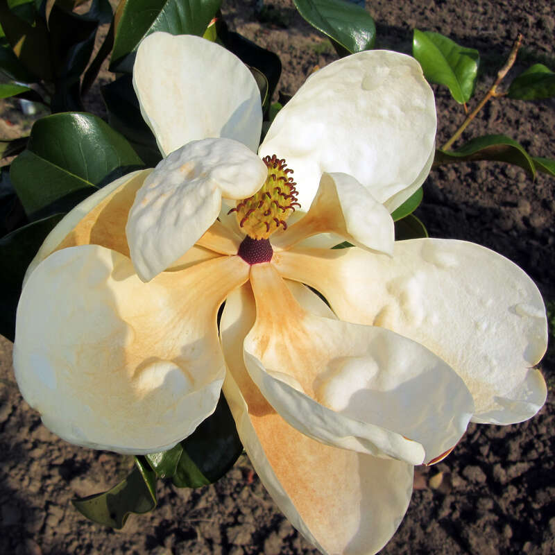 Magnolia Grandiflora Francois Treyve - Pot 17 Cm