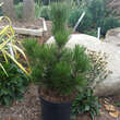 Pinus heldreichii 'Little Dracula': Bild 2/2