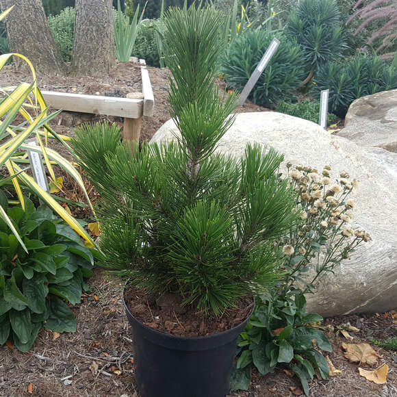 Pinus heldreichii 'Little Dracula': Bild 2/2 Pinus heldreichii 'Little Dracula': Bild 2/2