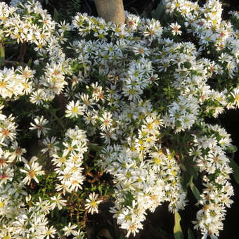 Aster ericoides 'Snowflurry'