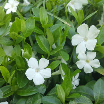 Vinca minor 'Alba'