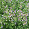 Chaenorhinum origanifolium 'Blue Dream': Bild 1/1