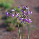 Nickender Lauch - Allium cernuum