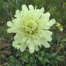 Cephalaria gigantea - Schuppenkopf, Giraffenskabiose