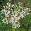 Eryngium giganteum: Bild 3/4