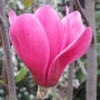 Magnolia 'Purple Sensation': Bild 2/3