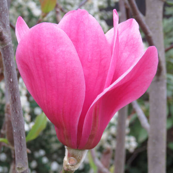 Magnolia 'Purple Sensation': Bild 2/3 Magnolia 'Purple Sensation': Bild 2/3