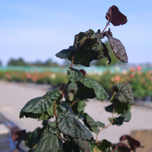 Corylus avellana 'Red Majestic': Bild 2/6