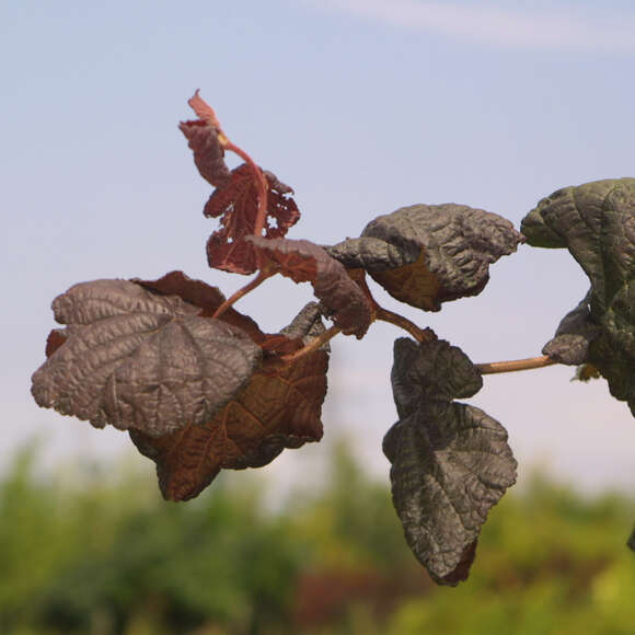 Corylus avellana 'Red Majestic': Bild 3/6