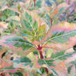 Weigela 'Magical Rainbow': Bild 3/4