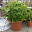 Rubus idaeus 'Little Sweet Sister': Bild 4/4