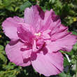 Hibiscus syriacus 'Magenta Chiffon': Bild 2/3