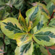 Weigela 'Magical Rainbow': Bild 4/4