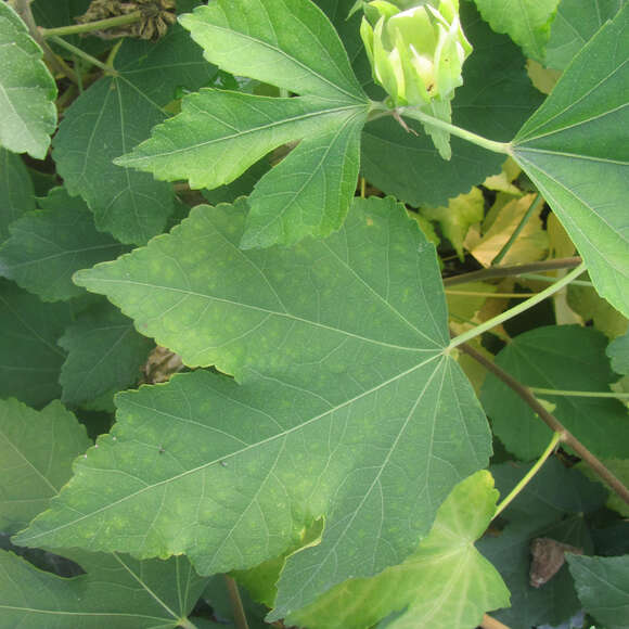 Hibiscus syriacus 'Resi': Bild 2/3