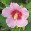 Hibiscus syriacus 'Resi': Bild 3/3