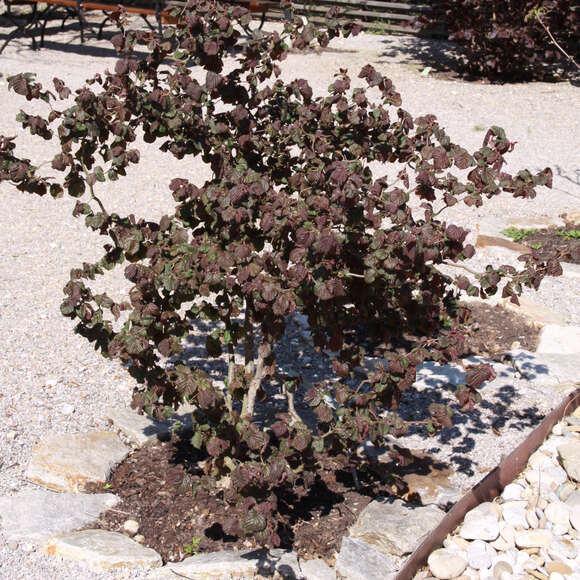 Corylus avellana 'Red Majestic': Bild 4/6