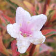 Weigela 'Magical Rainbow': Bild 3/6