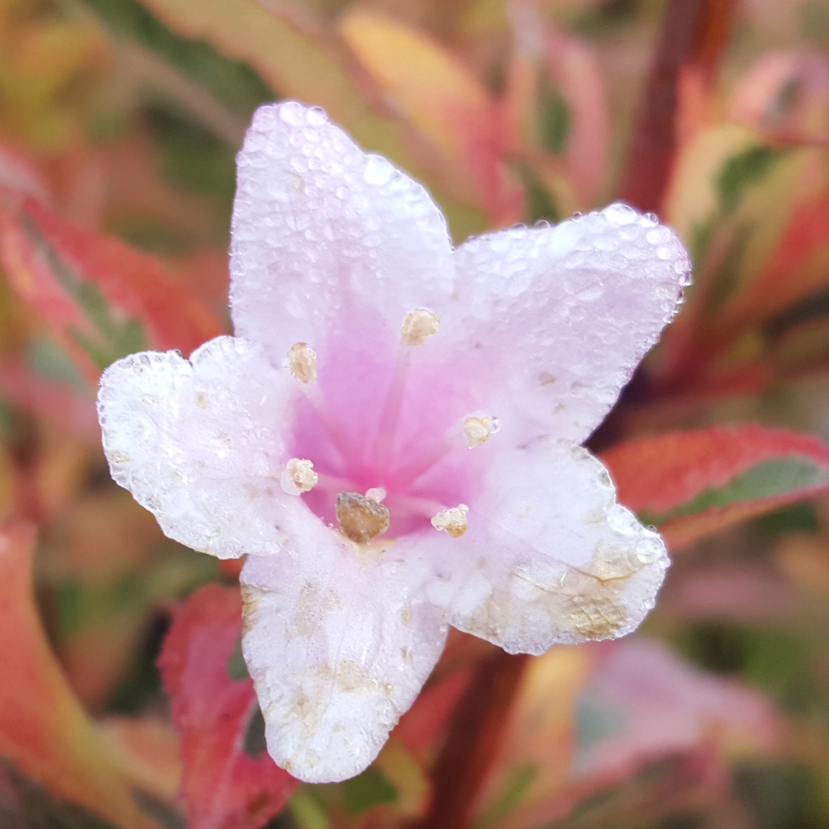 Weigelie rosa Weigela 'Magical Rainbow' rosa