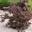 Corylus avellana 'Red Majestic': Bild 5/6