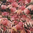 Toona sinensis 'Flamingo': Bild 3/7