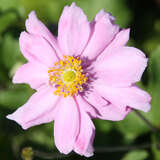 Anemone 'Königin Charlotte' - Herbstanemone