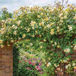 Rose 'Malvern Hills': Bild 6/7