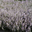 Calamintha nepeta 'Blue Cloud': Bild 2/6