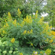 Senna hebecarpa: Bild 6/6