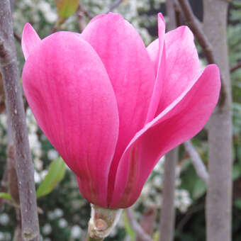 Magnolia 'Purple Sensation'