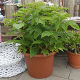 Rubus idaeus 'Little Sweet Sister' - Zwerghimbeere