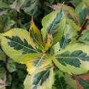 Weigela 'Magical Rainbow' - Buntlaubige Weigelie