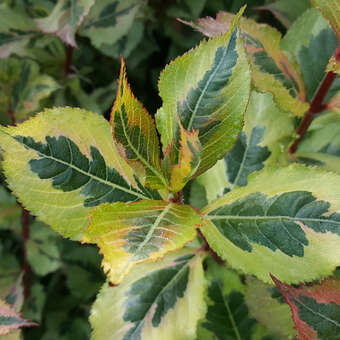 Weigela 'Magical Rainbow'