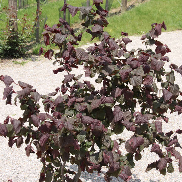 Corylus avellana 'Red Majestic': Bild 1/6