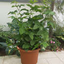 Rubus fruticosus 'Little Black Prince' - Zwerg-Brombeere