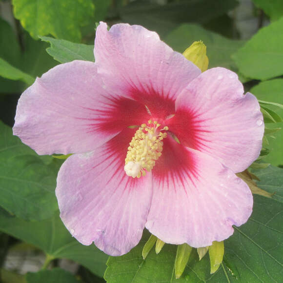 Hibiscus syriacus 'Resi': Bild 1/3