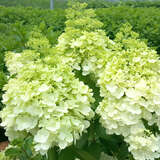 Hydrangea pan. 'Magical Moonlight' - Rispenhortensie