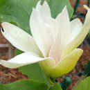 Gelbe Magnolie - Magnolia 'Sunsation'