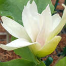 Magnolia 'Sunsation' - Gelbe Magnolie