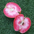 Malus domestica 'Roter Mond' - Herbst-Apfel, IX-X