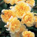 Rose 'Malvern Hills' - Englische Kletterrose