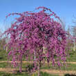 Cercis canadensis 'Lavender Twist': Bild 2/2