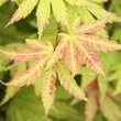 Acer shirasawanum 'Autumn Moon': Bild 5/7