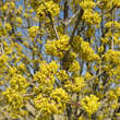 Cornus mas 'Hecoma': Bild 2/3