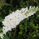 Buddleja davidii 'White Profusion' - Sommerflieder