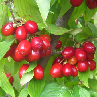 Cornus mas 'Hecoma'