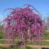 Cercis canadensis 'Lavender Twist' - Hänge-Judasbaum