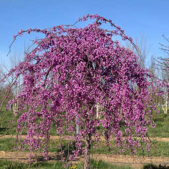 Cercis canadensis 'Lavender Twist'