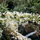 Buddleja davidii 'Nanho White' - Sommerflieder