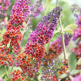 Buddleja davidii 'Flower Power' - Sommerflieder