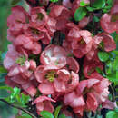 Chaenomeles 'Pink Trail' - Zierquitte